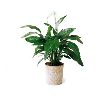 Spathiphyllum